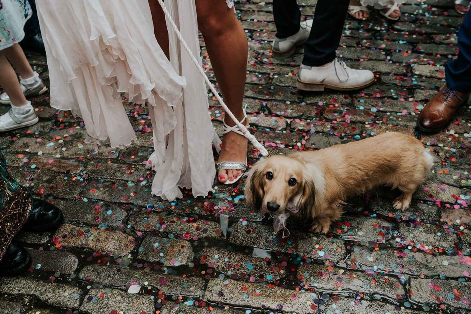 sausage dog next to bride's legs on wet london cobblestones on a rainy wedding day